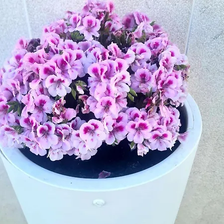 Casa Paradiso Σπίτι διακοπών Manfredonia