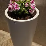 Casa Paradiso 曼弗雷多尼亚