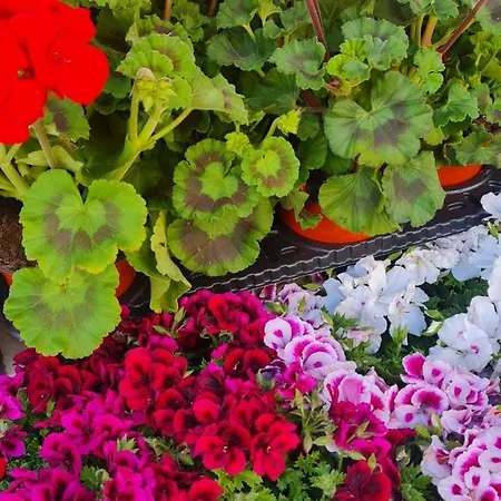 Casa Paradiso マンフレドーニア