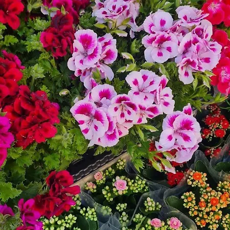 別荘 Casa Paradiso *