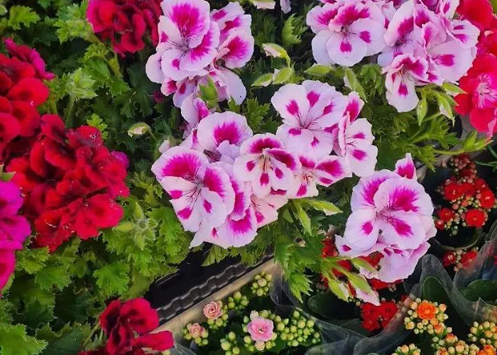 Holiday home Casa Paradiso *